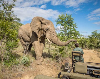 Eléphant en safari en Afrique du Sud