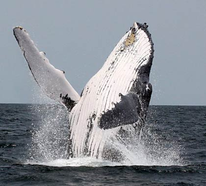 Baleine au Mozambique