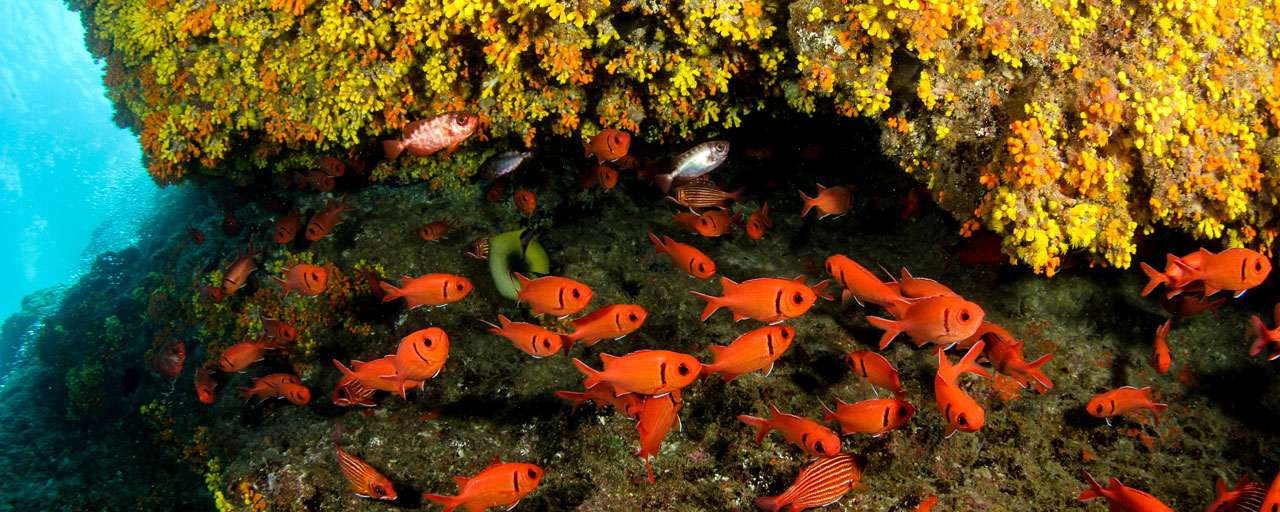 Santo Antao © Dive Tribe - Sergio Portela