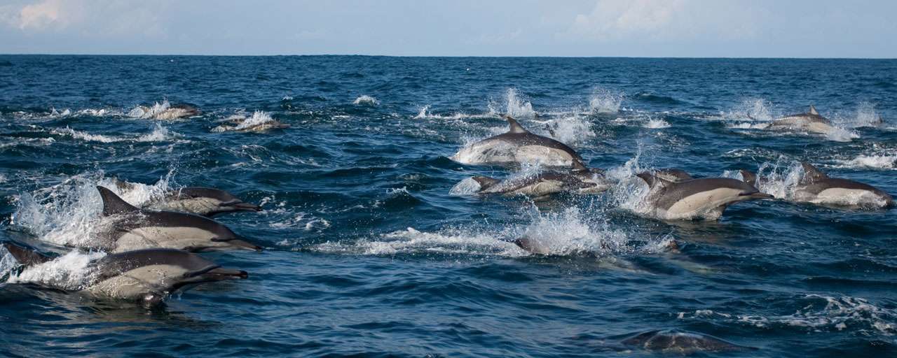 Sardine Run © Afrique Découverte - Kelbephotography