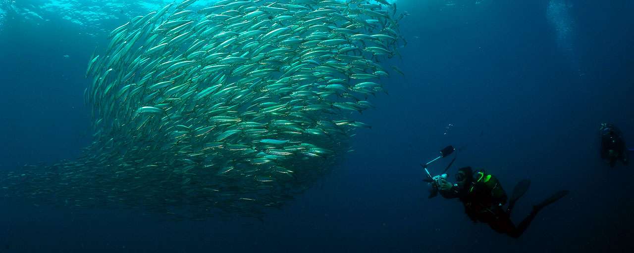 Sardine Run © Afrique Découverte - Kelbephotography