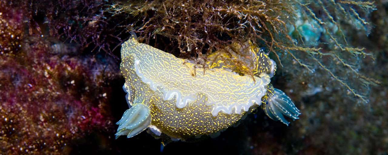 Amorgos - Cyclades © Amorgos Diving Center