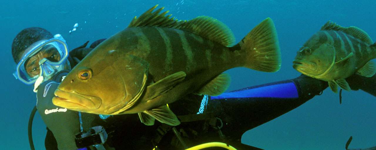 Green Turtle Caye - The Abacos © Brendal’s Dive Center