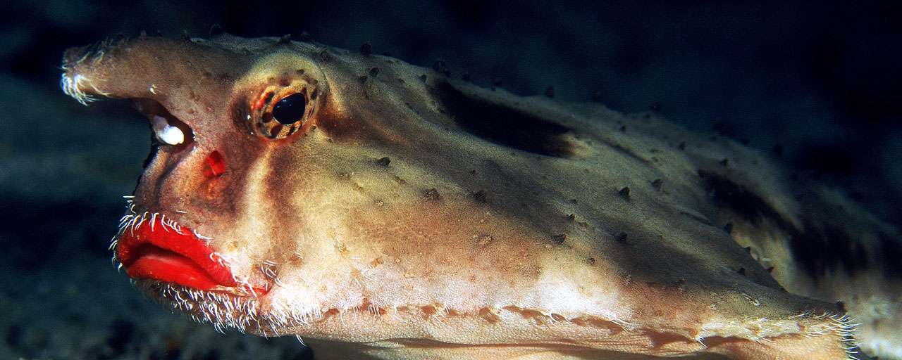 Ile Coco © Undersea Hunter