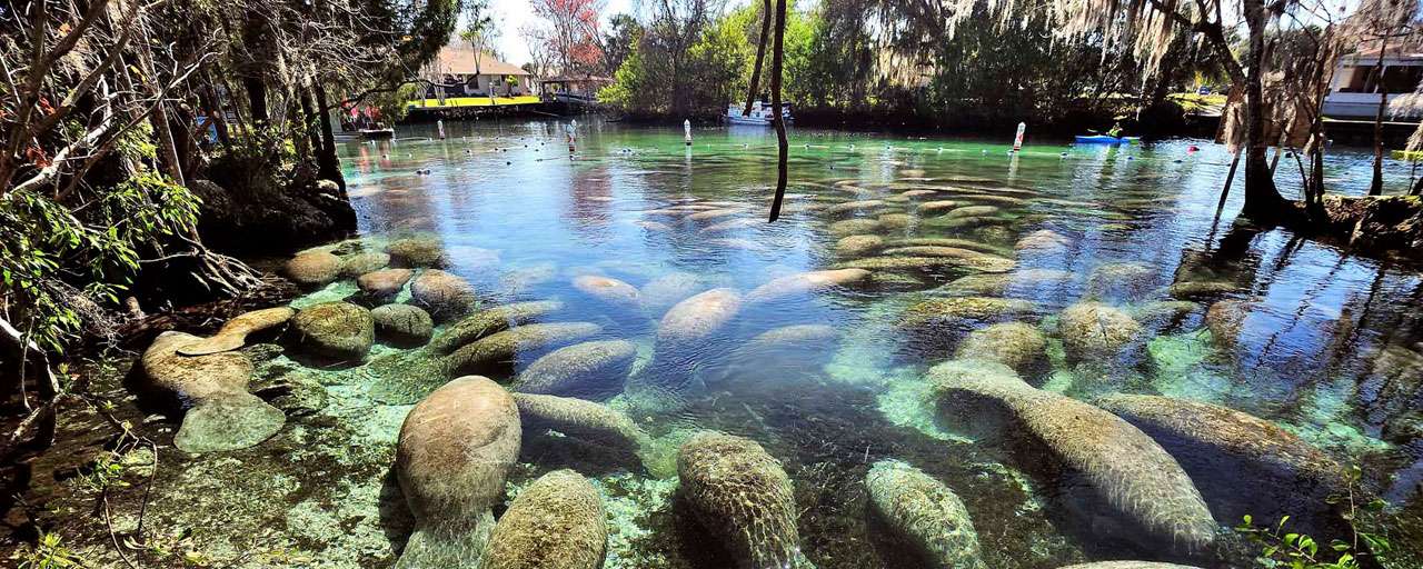 Lamantin - Crystal River © Pascal Kobeh