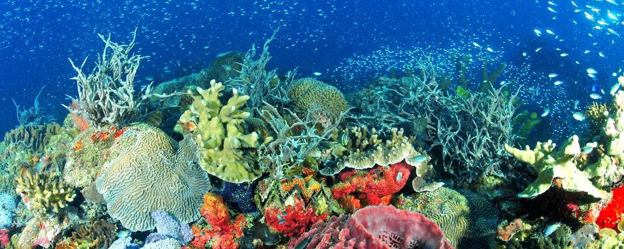 Lankayan Island Dive Resort