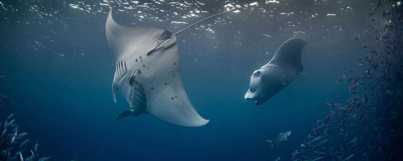 Palau © Fish’n Fins Palau - Enric Sala