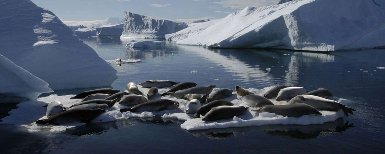 Antarctique © Waterproof Expeditions - Goran Ehlme