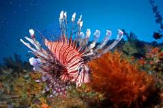 Plongée aux Philippines