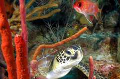 Tortue à St Eustache