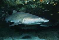 Requin blanc - Observer, voir plonger avec les grands requins blancs -  Voyages plongée Ultramarina