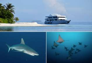 Croisière plongée Amis des Maldives