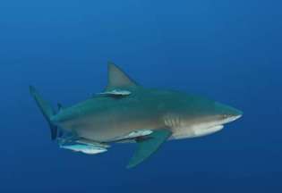 Requin au Mozambique