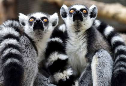 Lémurien de Madagascar © Shutterstock - Wang Liqiang