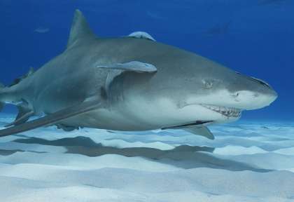 Requin Citron © Shutterstock - Yann Hubert
