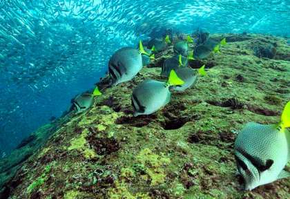 Mer de Cortez - Mexique © Pascal Kobeh