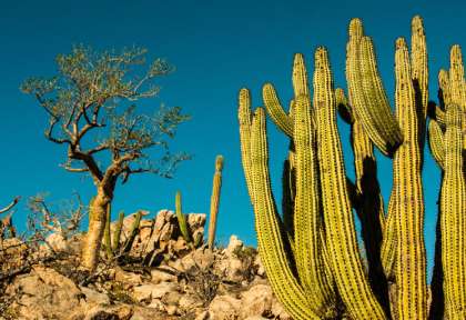 Baja California © Shutterstock - Leonardo Gonzalez