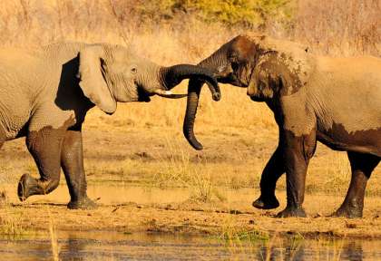 Elephants - Pilennesberg © Shutterstock - Ohn Michael Evan Potter