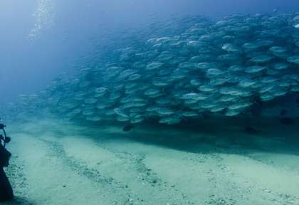 Plongée à Cabo Pulmo au Mexique © Shutterstock - Leonardo Gonzalez