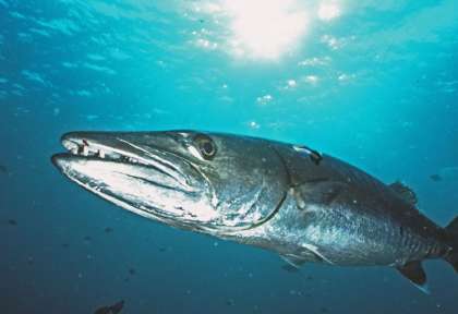 Grand barracuda aux Maldives