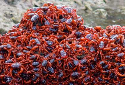 Crabe rouge de Christmas Island © CITA