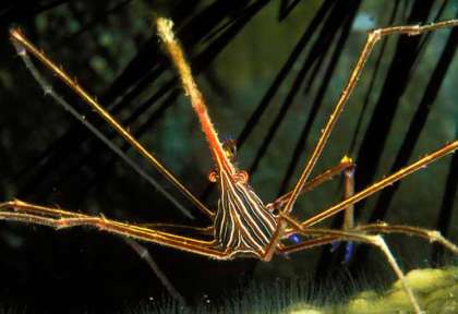Crabe Araignée © Pascal Kobeh
