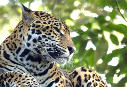 Jaguar au Belize © Belize Tourist Board - Demian Solano