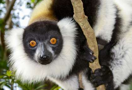 Lémurien
Madagascar