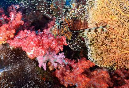 Phuket © Shutterstock - Sarawut Kundej