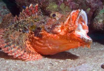 Phuket © Euro-Divers