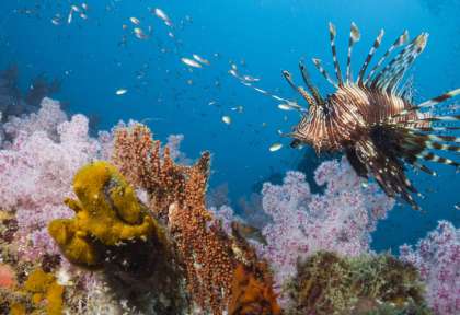Surin © Shutterstock - Acro Phuket