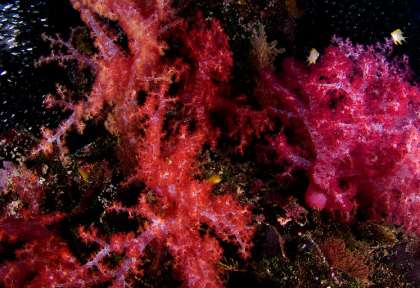 SImilan © Thailande Aggressor