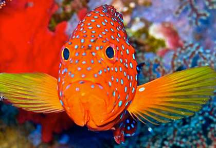 Panorama Reef © Diving Attitude - JM Dubail