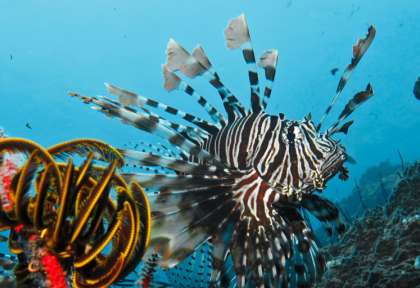 Koh Lanta © Scubafish At Pimalai