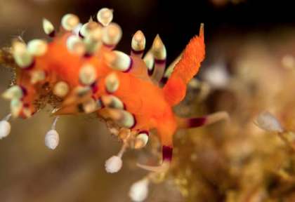 Plongée au Tompatika Dive Lodge
