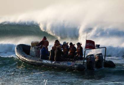 Sardine Run © Seal