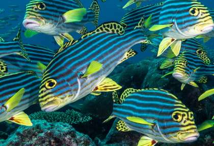 Moheli
Comores
