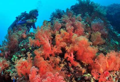 Malapascua © Dive Society Malapascua - Pascal Kobeh