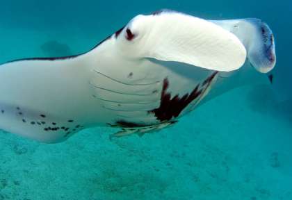 Rangiroa
Polynésie