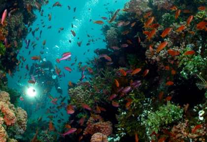 Anilao © Buceo Anilao Beach Dive Resort - Jesus Ballesteros