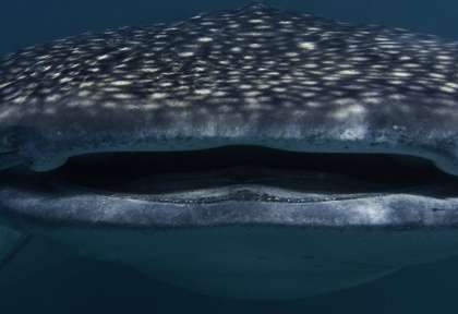 Djibouti © Shutterstock - Alain Pardon