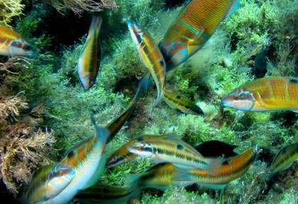 Ustica © Orca diving Ustica