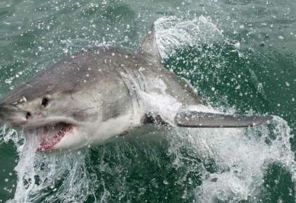 Grand Requin Blanc © Shutterstock - Ap Photography