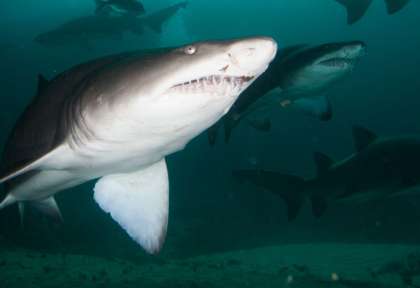 Raggies à Aliwal Shoal © Aliwal Dive Centre - Ryan Daly