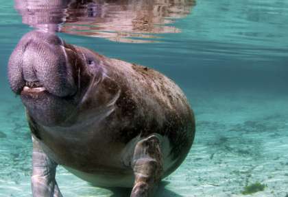 Crystal River © shutterstock - Greg Amptman