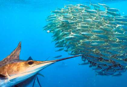 Isla Mujeres © Pascal Kobeh
