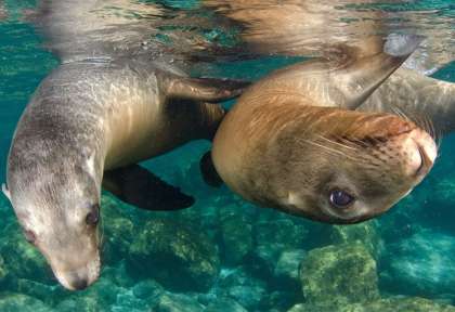 Mer de Cortez - Mexique © Shutterstock - Joost Van Uffelen