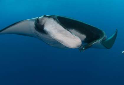 Croisière plongée Socorro © Solmar V - Bonnie Pelnar