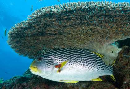 Gili Trawangan
Indonésie