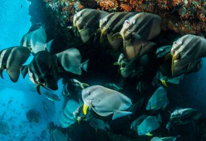 Triton Bay - Raja ampat © Tambora